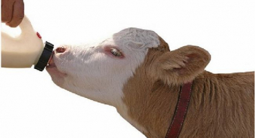 Proč tele odmítá pít mléko?